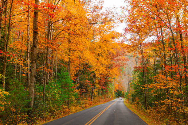 Driving Down an Open Country Road Surrounded by Colorful Autumn Trees & Mountain Views in Tennessee During the Fall of 2022 Driving Down an Open Country Road Surrounded by Colorful Autumn Trees & Mountain Views in Tennessee During the Fall of 2022. gatlinburg stock pictures, royalty-free photos & images