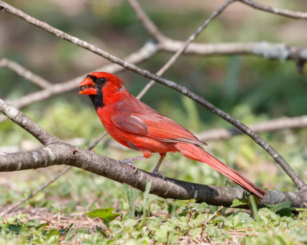 istock Male Northern Cardinal 1438653271