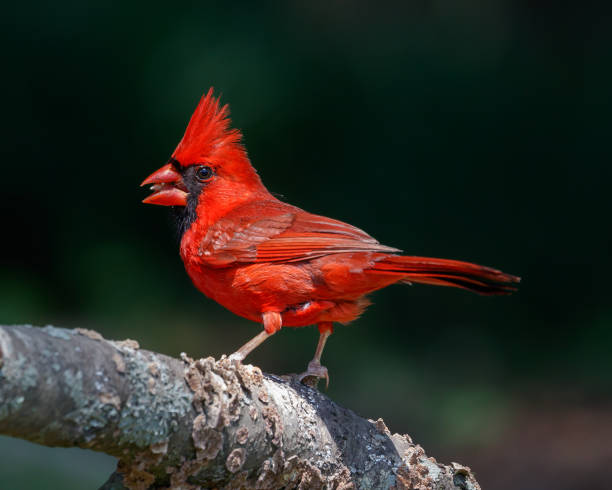 istock Male Northern Cardinal 1438653276