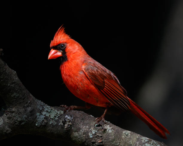 istock Male Northern Cardinal 1438653295