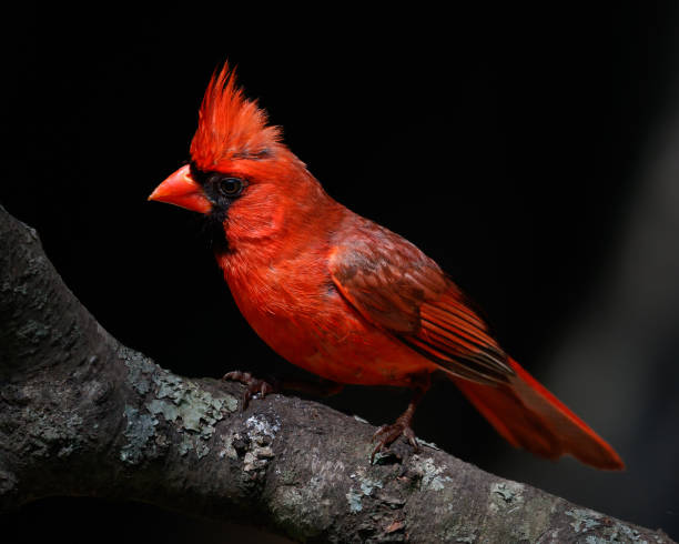 istock Male Northern Cardinal 1438653304