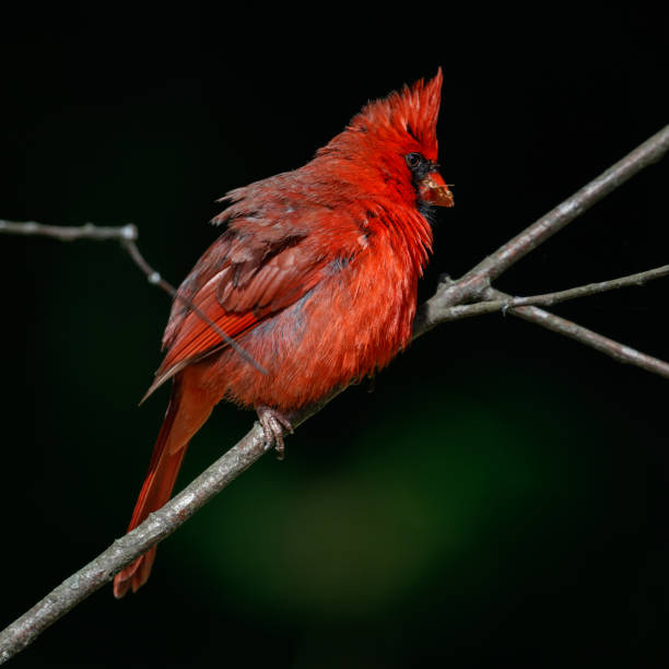 istock Male Northern Cardinal 1438653334