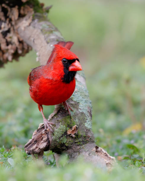 istock Male Northern Cardinal 1438653350