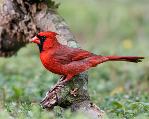 istock Male Northern Cardinal 1438653356