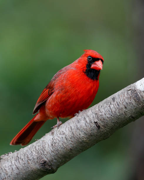 istock Male Northern Cardinal 1438653375