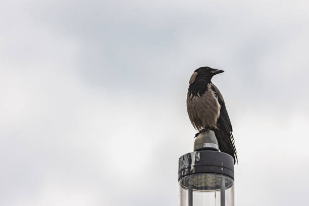 istock Hooded crow on a cloudy day 1438653570