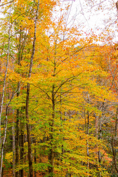 arbres d’automne jaunes colorés au tennessee à l’automne 2022 - great smoky mountains flash photos et images de collection