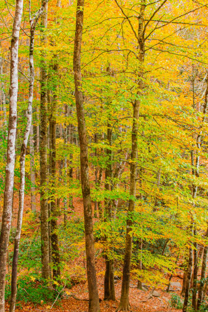 arbres d’automne jaunes colorés au tennessee à l’automne 2022 - great smoky mountains flash photos et images de collection