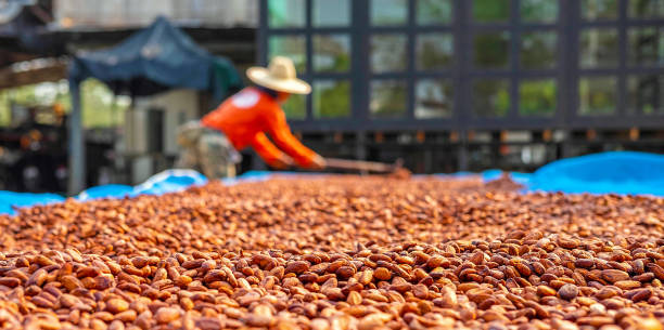 landwirtschaft von kakaobauern braune bio-kakaobohnen beim sonnentrocknen auf einer kakaofarm. verfahren zur schokoladenherstellung - bean macro brown roasted stock-fotos und bilder