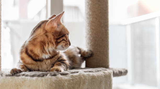 istock A domestic cat is napping on a cat bed on a scratching post 1438656251