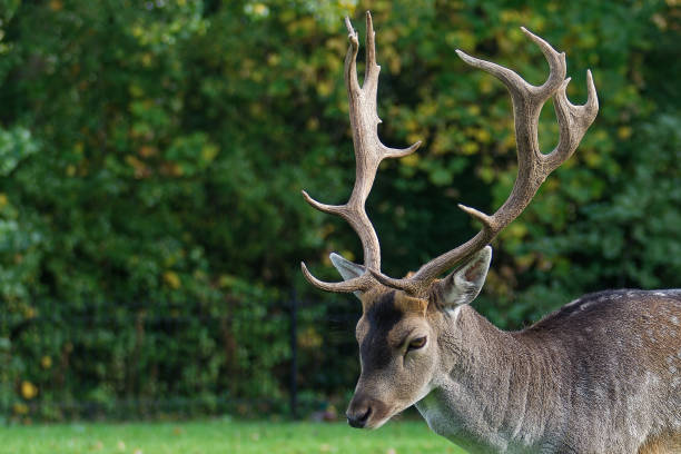 A small park with animals in the city of The Hague. Netherlands. European fallow deer male close-up.