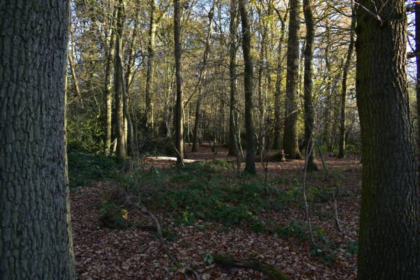 istock Woodland On a Cold Winters Morning 1438657830