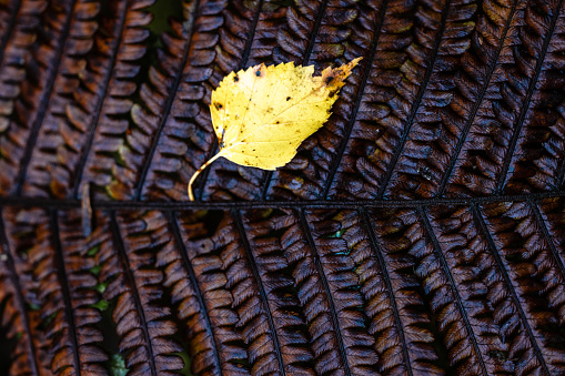 Photo series of macro shots done in autumn forest at Lahemaa National Park during autumn.