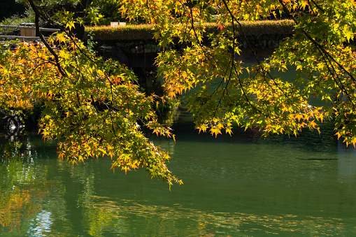 Autumn maple leaf landscape