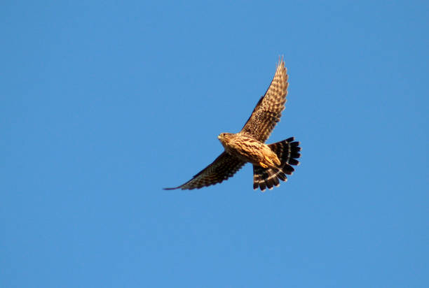 Merlin In Flight A male Merlin in flight. falco columbarius stock pictures, royalty-free photos & images