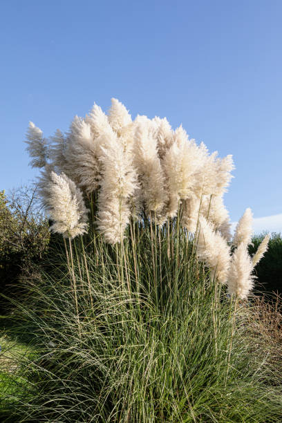 istock Pampas grass in autumn wind and sunshine 1438659106