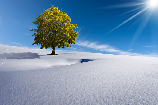 Beautiful winter landscape with powder snow and a green tree with lush leaves against a clear blue sky with clouds and sun rays. Climate change concept.