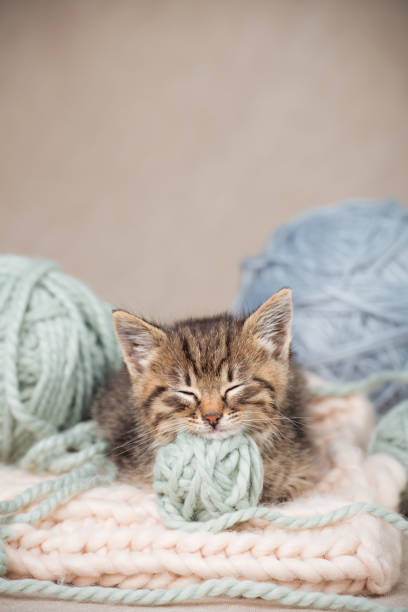 istock Cute tabby kitten sleeps with her head resting on a ball of yarn. Front view from a low angle. Studio shot with copy space. Vertical frame. 1438660930