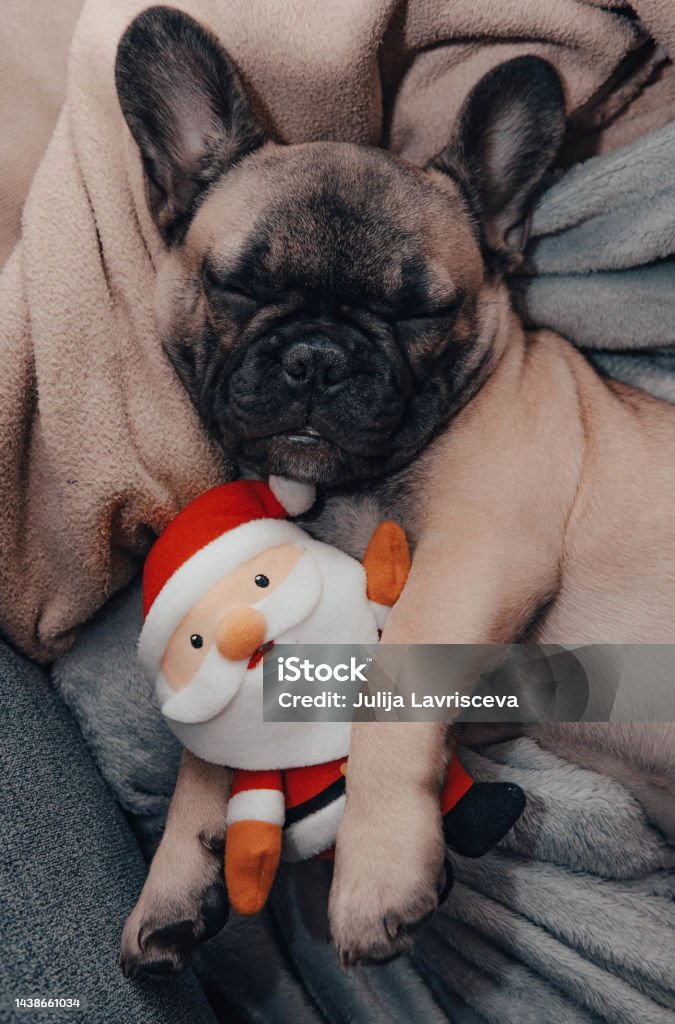 Cucciolo Di Bulldog Francese Che Dorme Sul Divano Con Peluche Giocattolo Di  Babbo Natale - Fotografie stock e altre immagini di Abbigliamento per  animali domestici - iStock