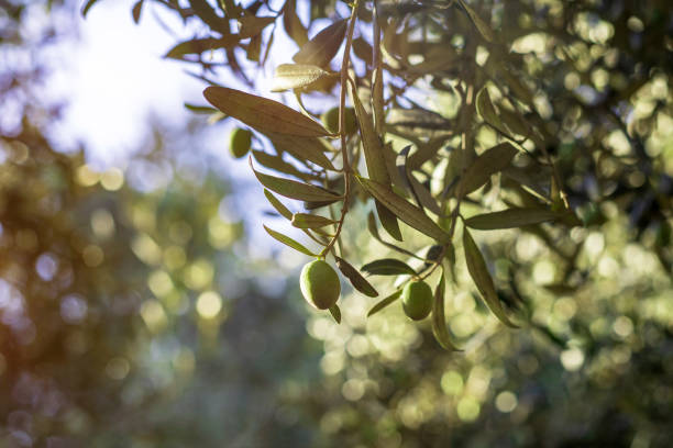 istock Branch of an olive tree 1438661210