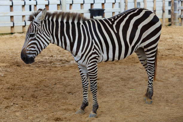 istock The burchell zebra in farm at thailand 1438661294