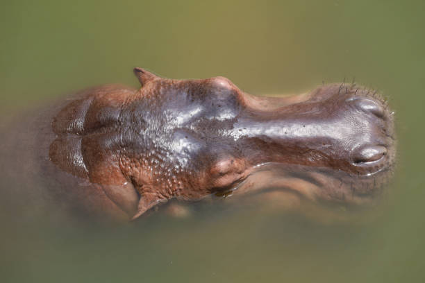 cabeza cercana hipopótamo en el río - hippopotamus amphibian sleeping hippo sleeping fotografías e imágenes de stock