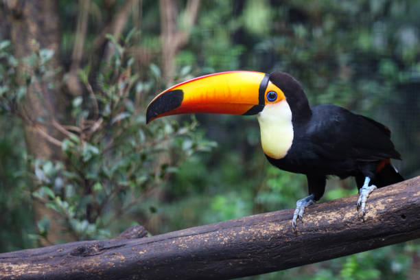 istock The toco toucan bird on the wood tree in forest 1438661527