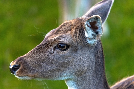 A closeup side portrait of adorable Roe deer on blur green background