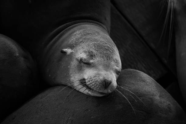 istock Grayscale closeup shot of a cute sleeping seal 1438662689