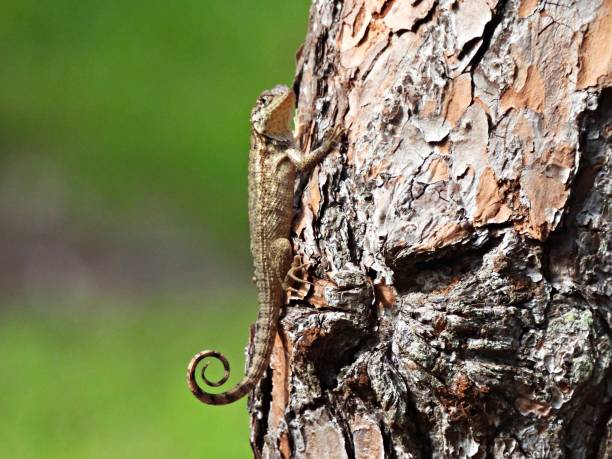 Curly tail Lizard (Leiocephalus carinatus) resting on the side of a tree Curly tail Lizard - profile northern curly tailed lizard leiocephalus carinatus stock pictures, royalty-free photos & images