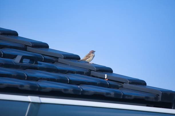 The small birds on the roof