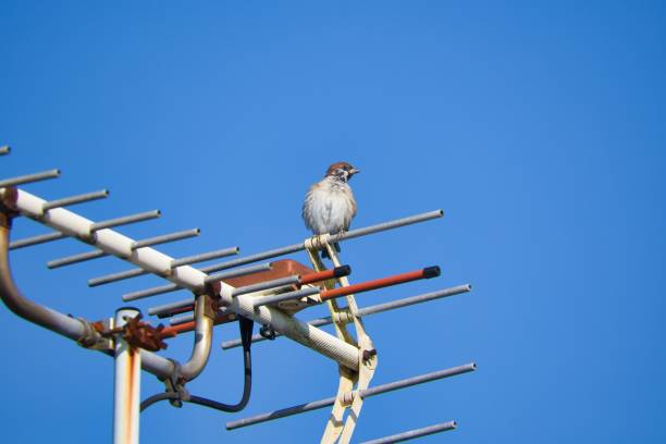 One cute sparrow perched against the blue sky