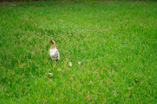 Hen and Baby Chicken in green Meadow