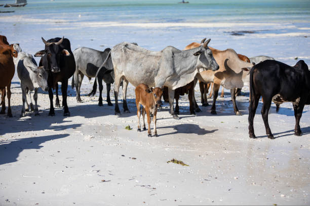 istock cows play on the beach near the water 1438666520