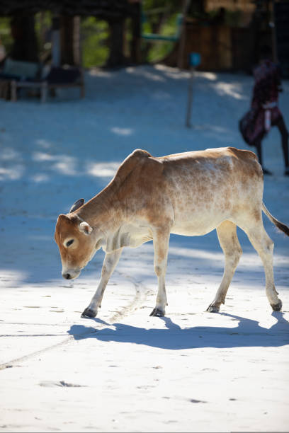 istock Young cow walking on a beautiful beach along the ocean 1438667019