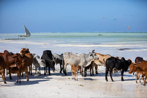 istock cows play on the beach near the water 1438668035