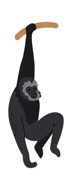 Vector illustration of Gibbon monkey Exotic Animal. Vector illustration