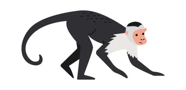 Vector illustration of Capuchin monkey Exotic Animal. Vector illustration