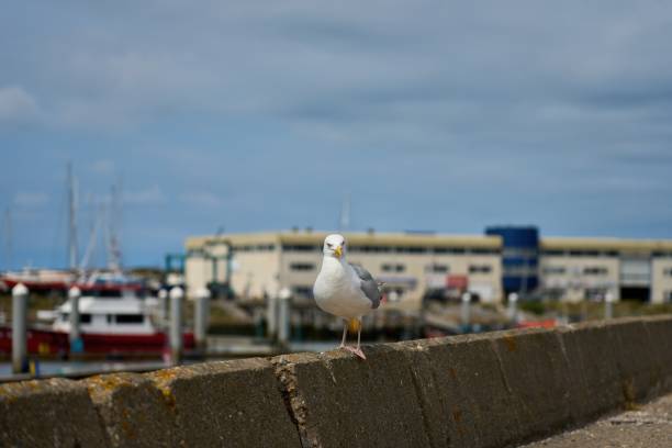 istock a curious seagull sits on the harbor wall 1438668896