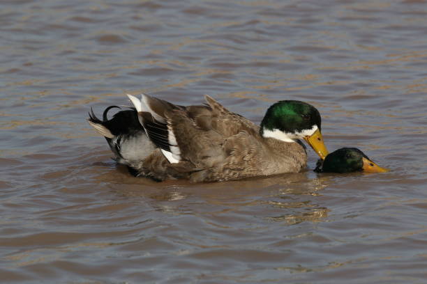 istock male mallard duck (Anas platyrhynchos) fun in water 1438668947