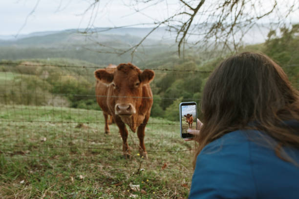 istock Taking a picture of a cow 1438670095
