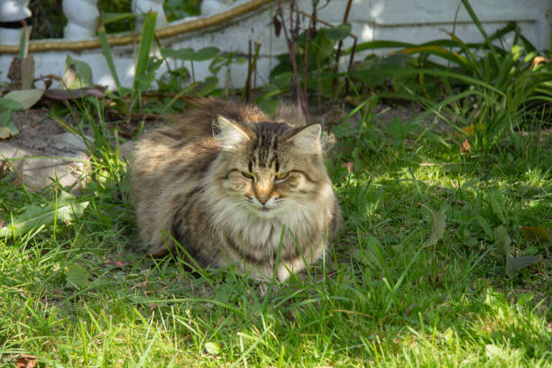 istock fluffy tricolor cat sits on the grass under a tree in summer 1438670572