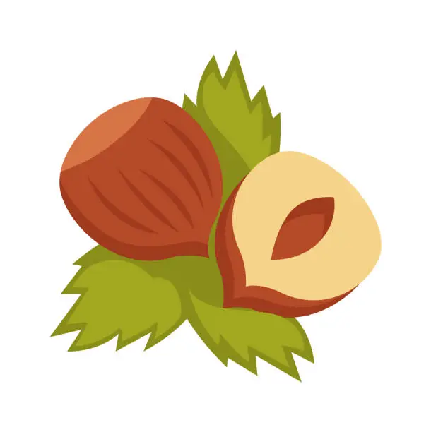 Vector illustration of Hazelnuts with leaves. Vector illustration