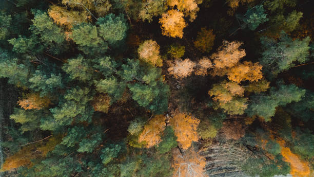 istock Autumn forest aerial drone view 1438674291