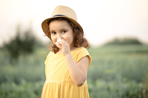 Little toddler girl in a yellow dress and hat walking on a meadow field, holding flower chamomile and sniffing.