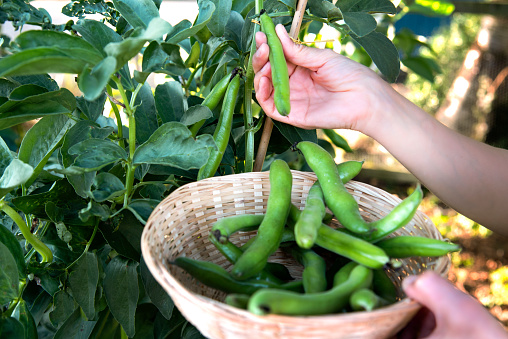 Broad Beans or Fava beans being picked from a home grown allotment. The picked borad beans are put in a basket.