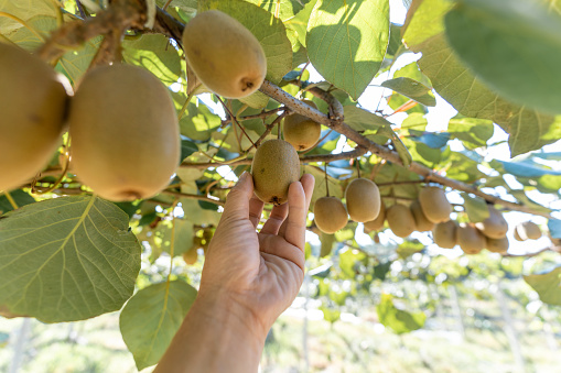 A hand  ready to pick kiwi fruit