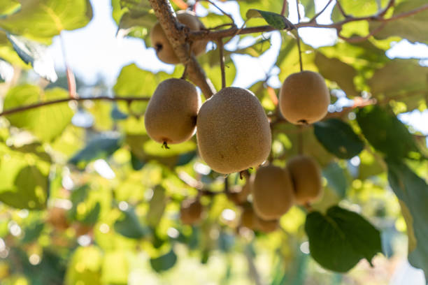 The kiwi is ripe in the orchard