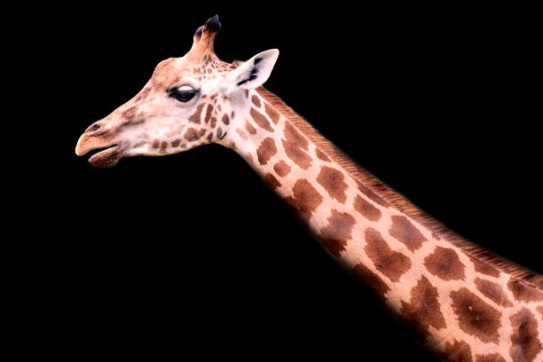 istock Portrait of giraffe head on black background 1438675022