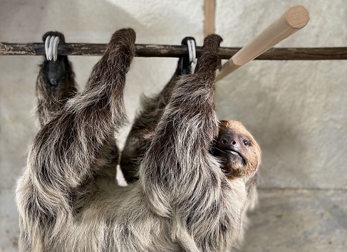 The three-toed sloth hangs from a tree. A characteristic animal of the tropical forests of South America